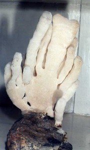 Spongia3