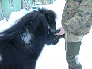 Питомник К9 в Иркутске Питомник К9 в Иркутске