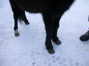 Питомник К9 в Иркутске Питомник К9 в Иркутске