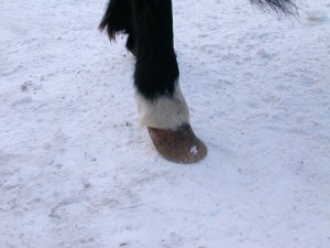 Питомник К9 в Иркутске Питомник К9 в Иркутске