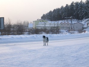 Питомник К9 в Иркутске Питомник К9 в Иркутске