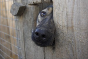 Бездомных собак защитят