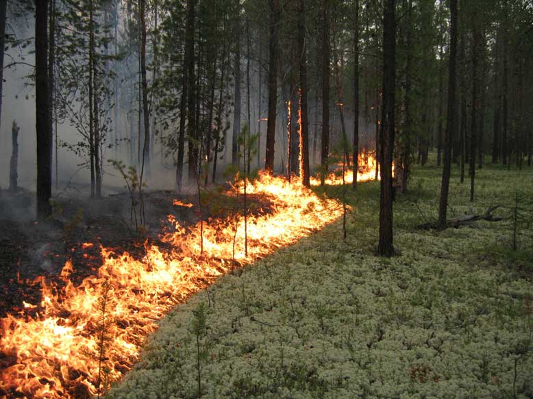 Все лесные пожары под Иркутском потушили