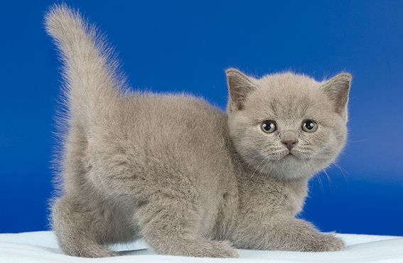 Выставка-ярмарка котят состоится в Иркутске