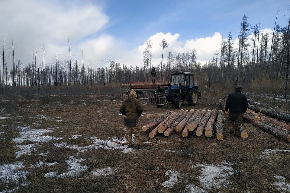В Бурятии поймали черного лесоруба, срубившего деревьев почти на 1 млн рублей