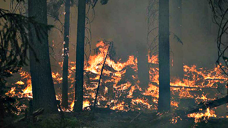 В лесах Приангарья установилась чрезвычайная опасность возникновения пожаров