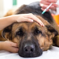 Утверждены типовые условия контрактов на поставку лекарственных средств для ветеринарного применения