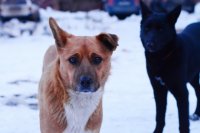 В Госдуме раскритиковали предложение мэра Бодайбо убивать бездомных собак