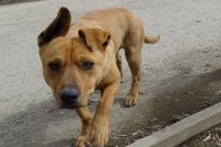 Ангарчанин, натравивший собаку на незнакомца, получил наказание