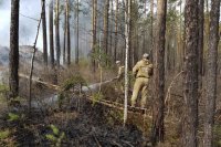 7 виновных в возникновении лесных пожаров установили в Иркутской области