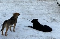 Дети спасли мужчину от стаи бродячих собак в Иркутской области