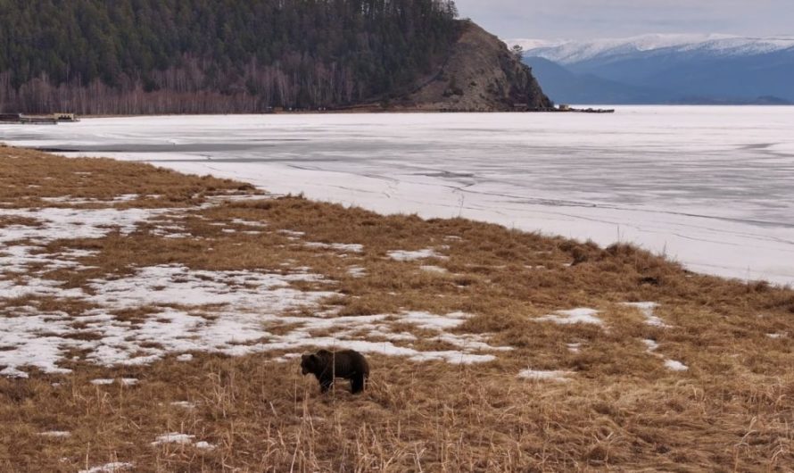 Команда, которая снимает фильм о “Заповедное Подлеморье”, встретила медведя на полуострове Святой Нос